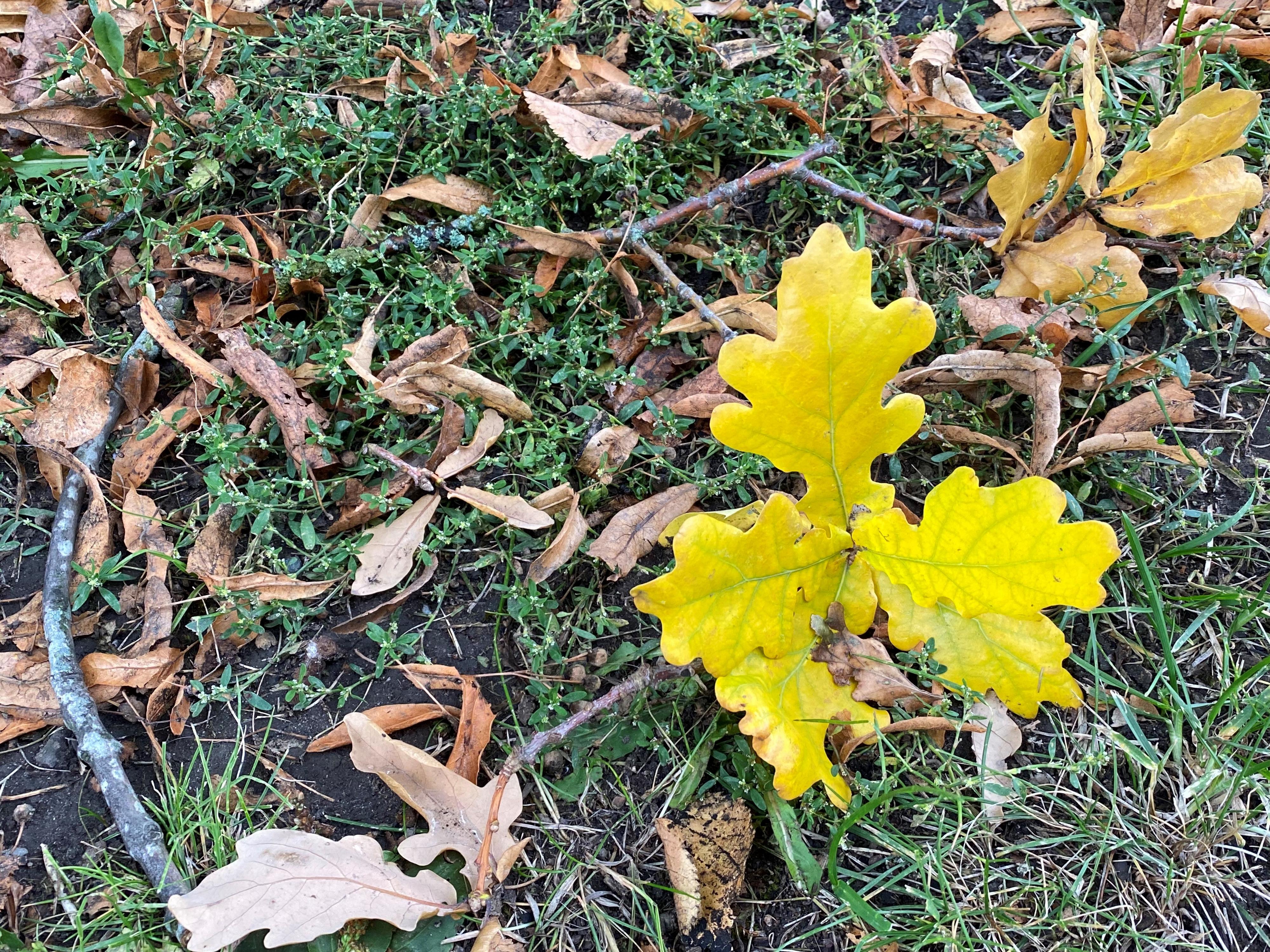 Keltaiset tammen lehdet nurmikolla