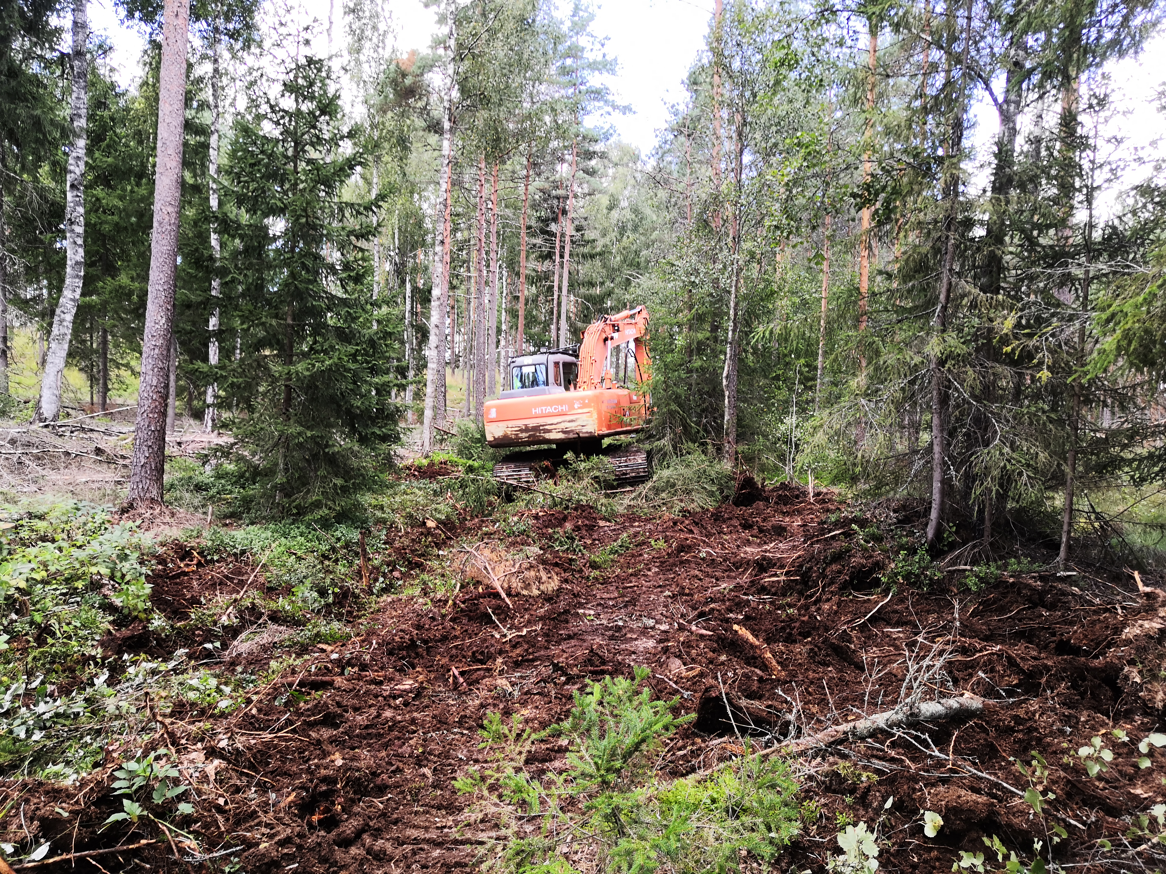Oranssi kaivinkone keskellä kuvaa metsäisessä suoympäristössä.
