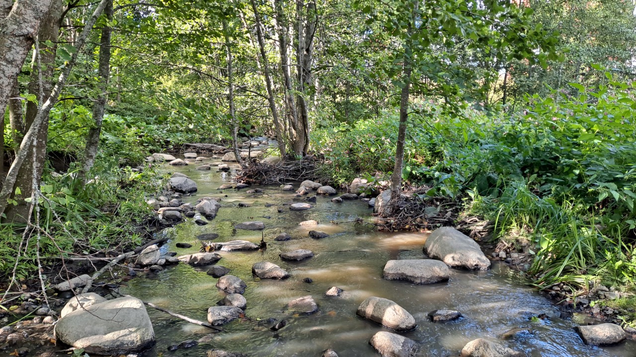 Metsäinen puro kesällä: purossa paljon kiviä kunnostusten jäljiltä.