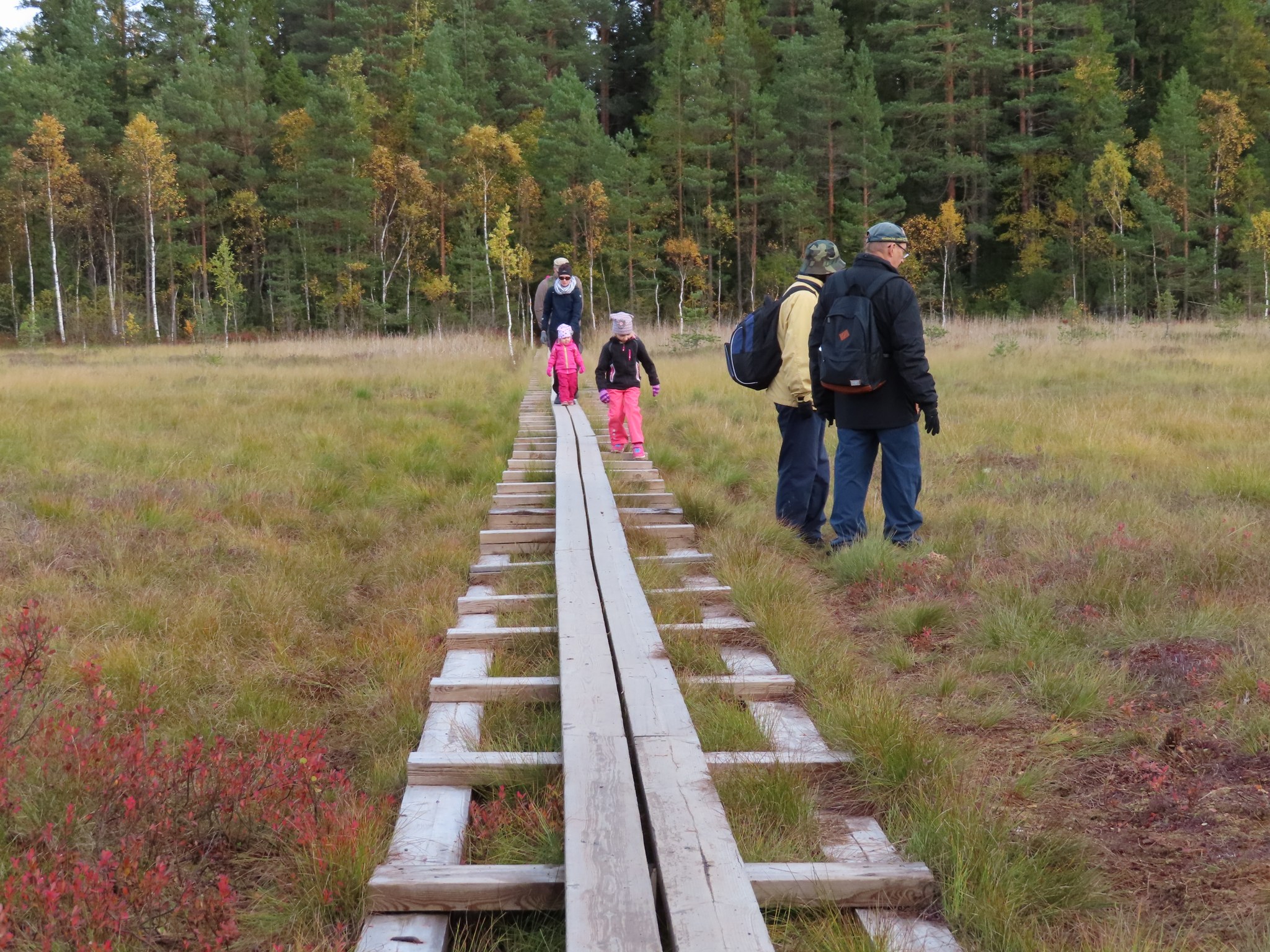 ihmisiä pitkospuilla suolla, taustalla metsää