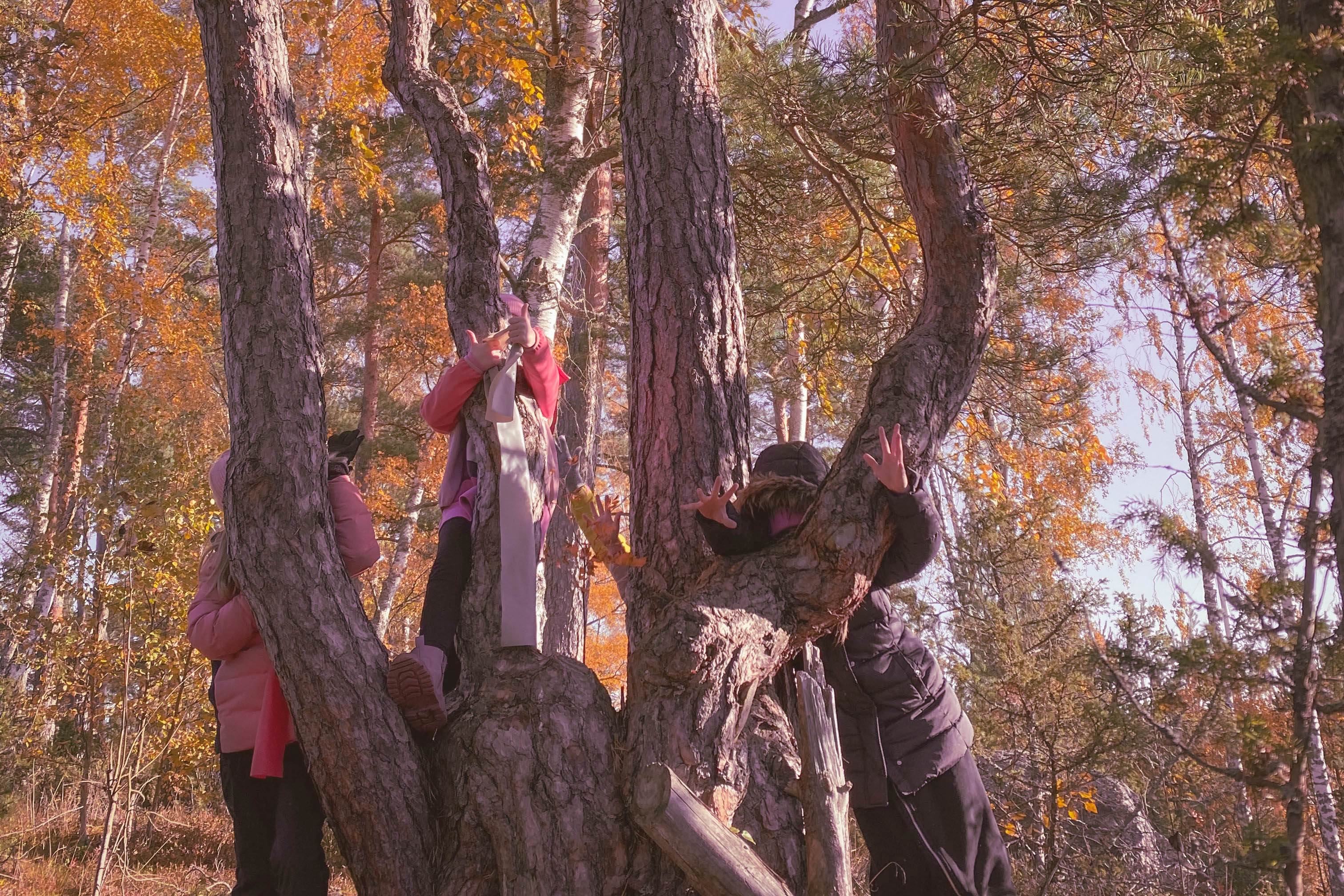 Ainakin viisi lasta halaamassa tai kiivenneenä monihaaraisen mäntyyn. Lasten kasvoja ei näy, osasta lapsia näkyy vain käsi runkojen takaa.
