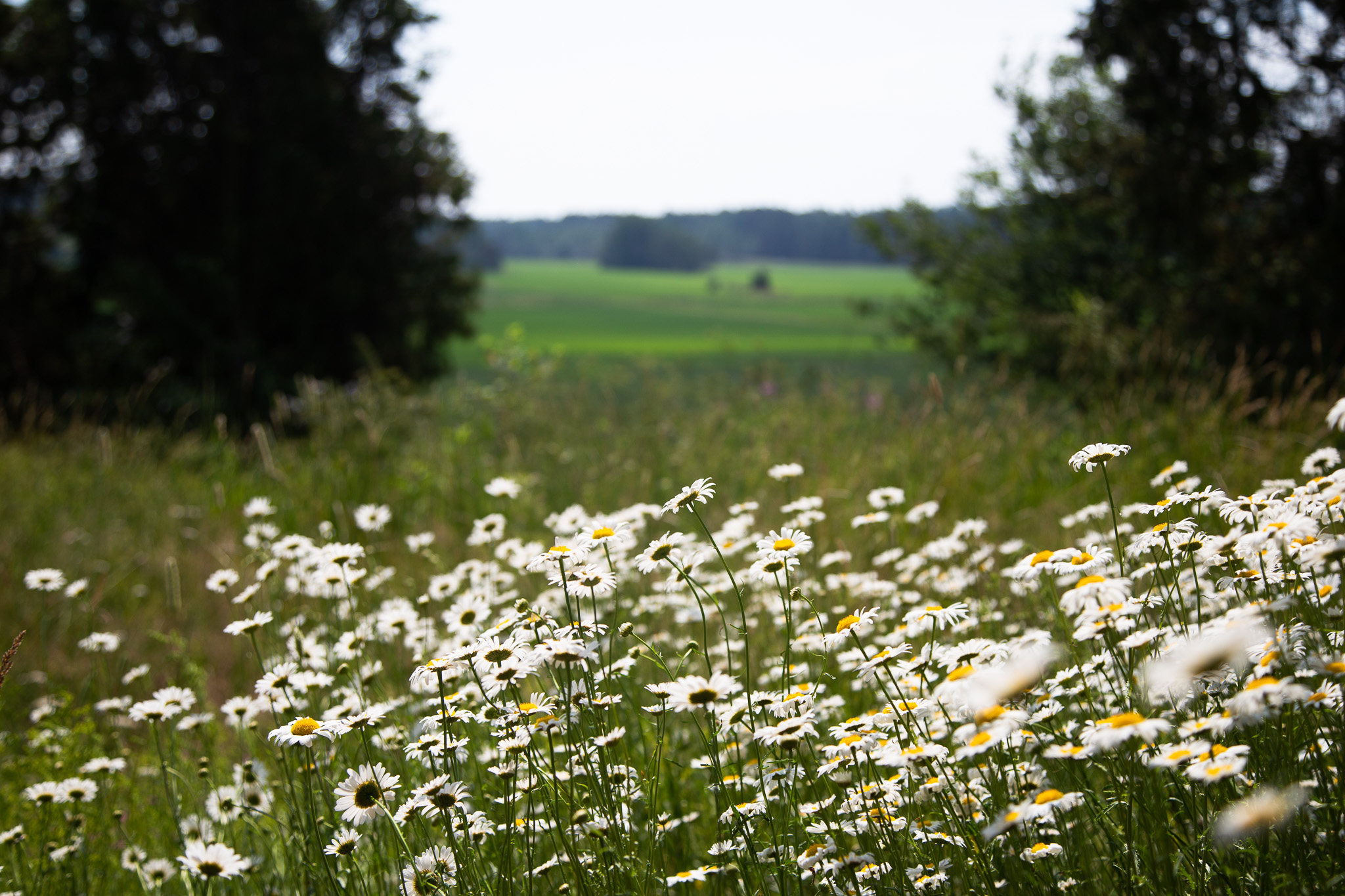 Päivänkakkaroita niityllä metsän reunassa