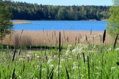 Aurinkoinen päivä, rantamaisemaa: peltoa, kaislikkoa ja vettä