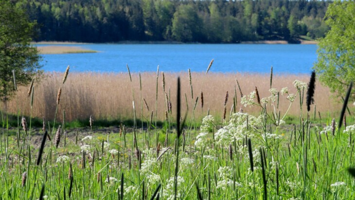 Aurinkoinen päivä, rantamaisemaa: peltoa, kaislikkoa ja vettä