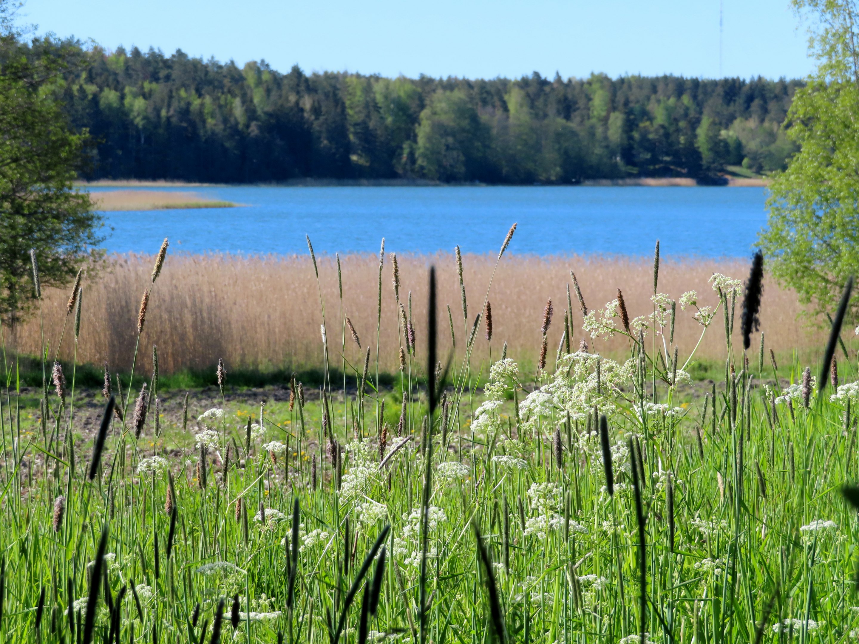 Aurinkoinen päivä, rantamaisemaa: peltoa, kaislikkoa ja vettä